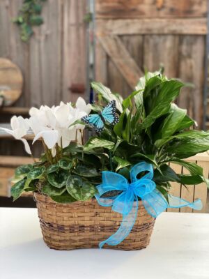 Blooming And Green Plant Basket